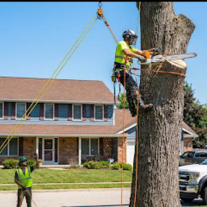Discounted Tree Cutting & Removal Company