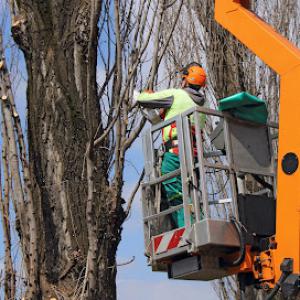 NYC Tree Pro Services