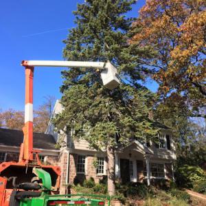 Twin Forest Tree Service