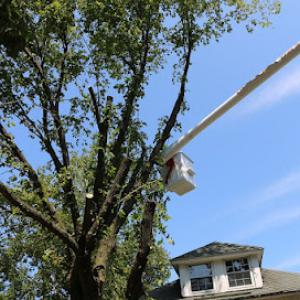 Manhattan Tree Removal