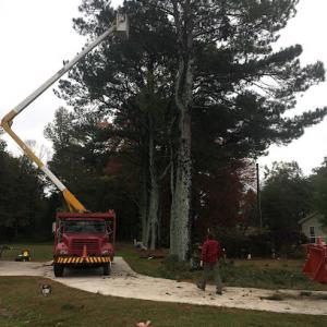 Total Tree Service & Removal