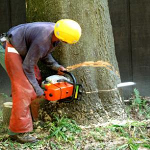 Moore Tree solutions