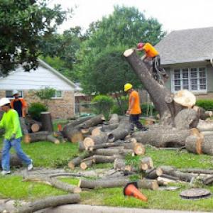Downers Grove Tree Service