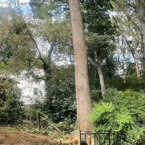 Mario’s Stump Grinding & Tree Service