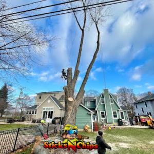 Sticks N Chips Tree Experts & Landscaping