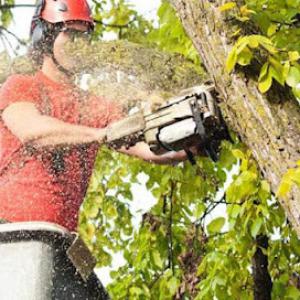 Big Ben's Tree Service