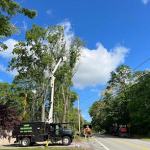 Yankee Tree Service