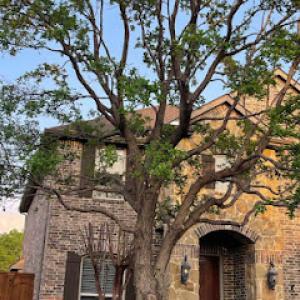 Valley Wide Tree & Landscaping