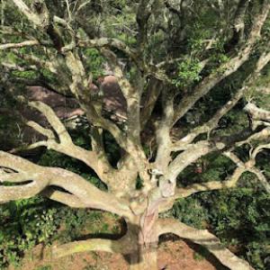 Adkins Tree Professionals