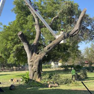 Coastline Tree Service