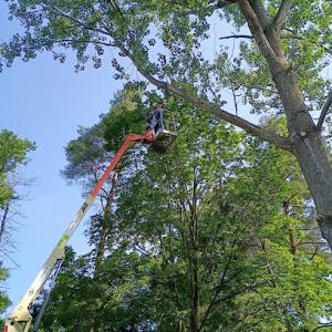 G-Man Tree Service