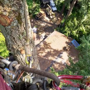 Royalty Tree Solutions