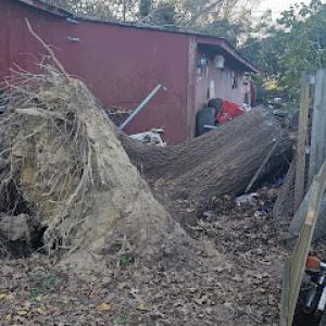 Augusta Tree Removal