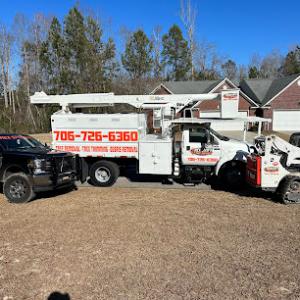 Removify Tree Services