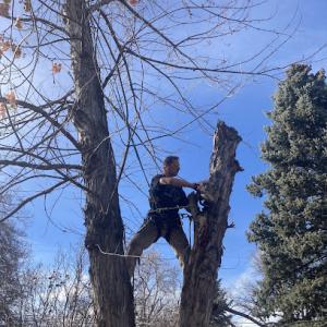 The Family Tree Service