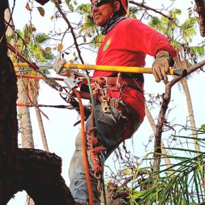 Affordable tree experts