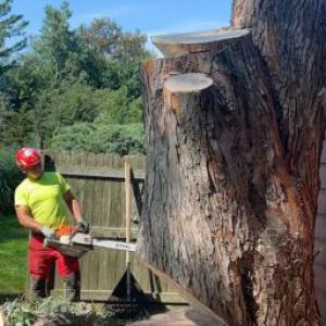 Charlie & FM Tree Service & Landscaping