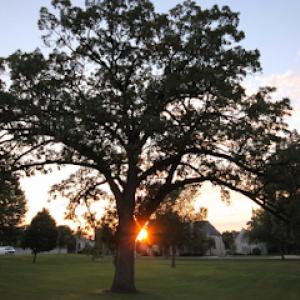 Riverside Tree Service