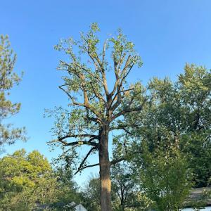 RMP Maple Tree Service