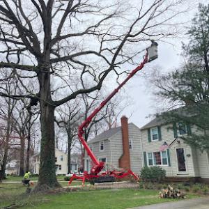 Brian's Tree & Stump Removal