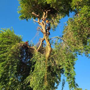 Preservation Tree Service