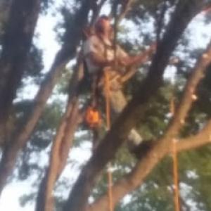 Accurate Tree & Stump Removal