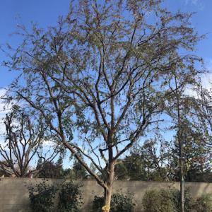 Empire Tree Service