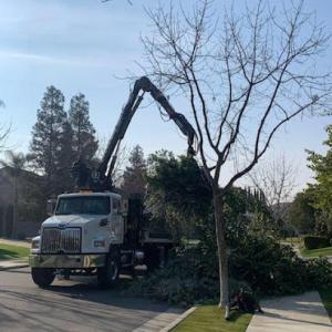 Innovative Tree Service