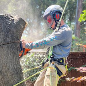 Dallas Tree Trimming & Removal Service