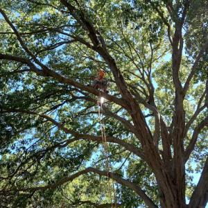 Aguilar Tree Service