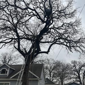 Charly & Sons Tree Service