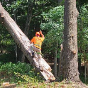 S&D Tree Service
