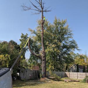 Cousin’s Tree Service
