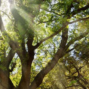 Metropolitan Forestry Services