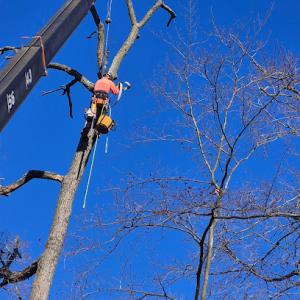 Allison Tree & Landscaping