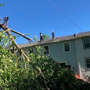 Cutting Edge Tree Experts