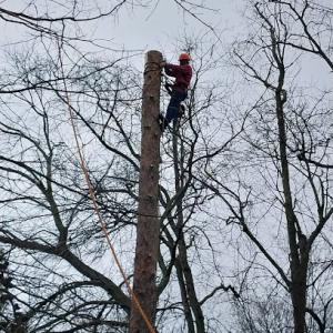 Match Grounds Tree Services