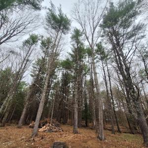 WoodWorks Maine Tree Service