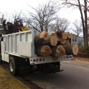 Toms River Tree Service