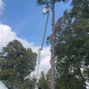 New Beginnings Tree Service