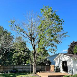 Ali’s Tree Removal