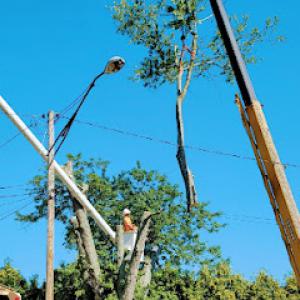 Whisman's Apex Tree