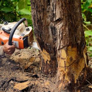 Sanford & Son Tree Service