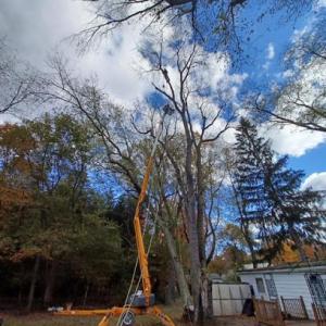 Greene Family Tree Service