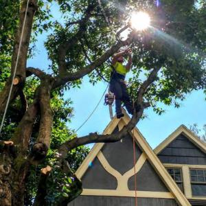Honl Tree Care