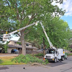 Peak Tree Specialists