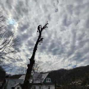 Top Line Tree Service