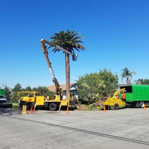 Discount Tree Care Arborist