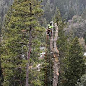 Steadfast Tree Care