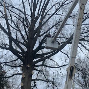 Cost Friendly Tree Service
